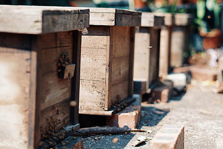 Founded Bee Farm in Mai Po