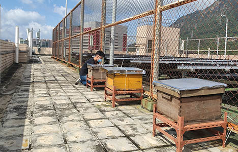 3rd Urban Bee Keeping location @Tuen Mun